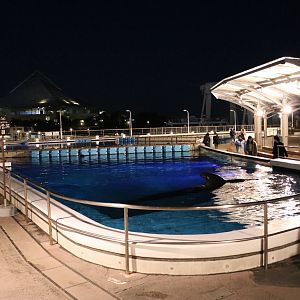 Pilot whale & dolphin pool - Fureai lagoon, February 2016