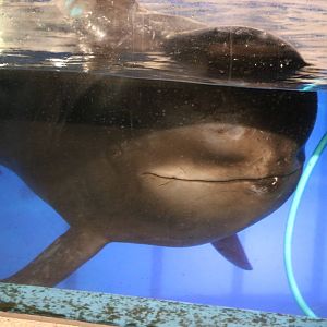Short-finned pilot whale, February 2016