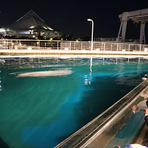 Beluga pool, February 2016