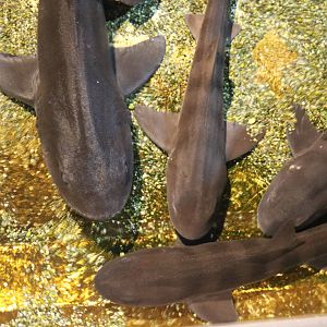 Banded houndsharks, February 2016