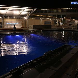 Dolphin & pilot whale pool, February 2016