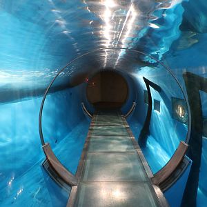 California sealion tunnel, February 2016