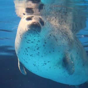 Spotted seal, February 2016