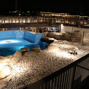 Spotted seal & African penguin enclosure, February 2016