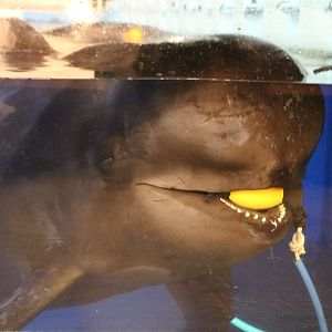 Short-finned pilot whale, February 2016