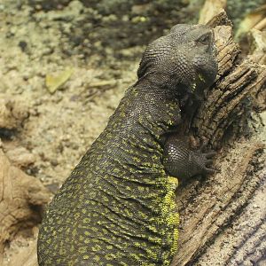 Black spiny-tailed lizard