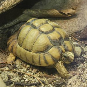 Egyptian tortoise