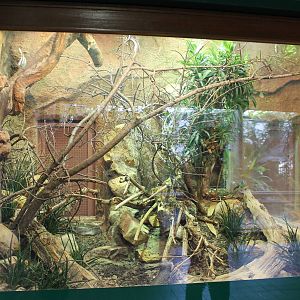 Enclosure Spiny-tailed lizard and Egyptian tortoise
