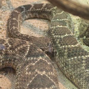 Western diamondback rattlesnake