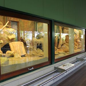 Enclosure Komodo dragon