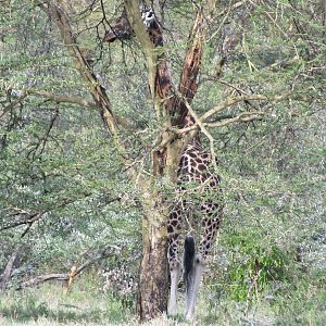 Rothschild's Giraffe - Lake Nakuru