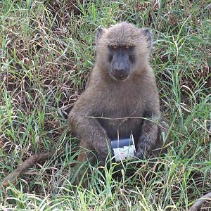 Baboon with Litter- Lake Nakuru