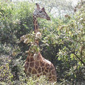 Rothschild's Giraffe - Lake Nakuru