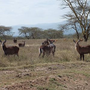 Waterbuck - Lake Nakuru