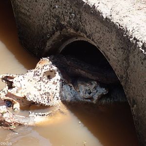 Dead Buffalo - Lake Nakuru