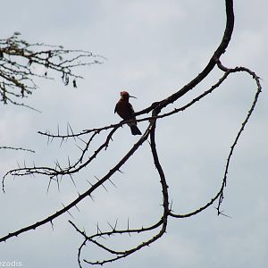 Hoopoe - Lake Nakuru