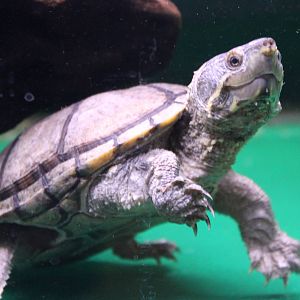 Stinkpot Sternotherus odoratus