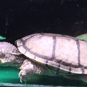 Stinkpot Sternotherus odoratus