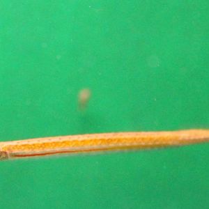 Microphis brachyurus - freshwater pipefish