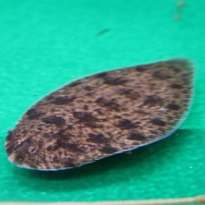 Euryglossa ( Brachirus ) harmandi