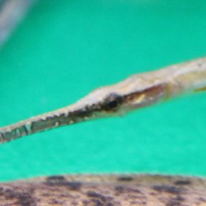 Microphis brachyurus - freshwater pipefish