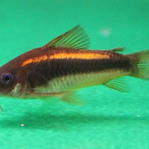 Corydoras neon orange