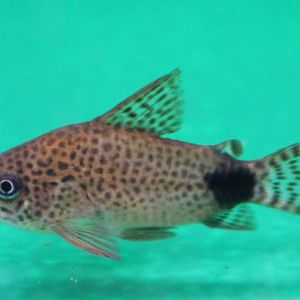 Corydoras caudimaculatus