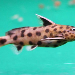 Synodontis petricola