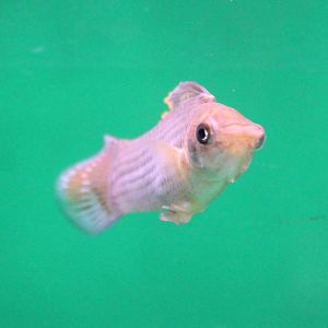 Yucatan molly - Poecilia velifera