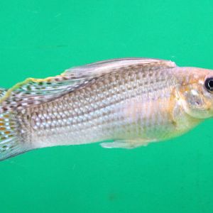 Yucatan molly - Poecilia velifera