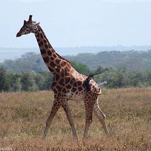 Rothschild's Giraffe - Lake Nakuru