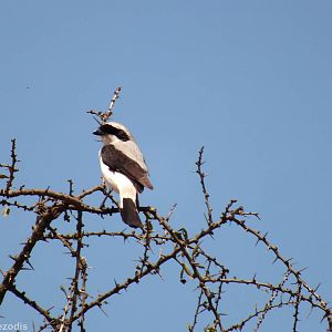 Grey-backed Fiscal - Lake Nakuru