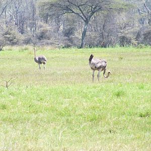 Common Ostriches - Lake Nakuru