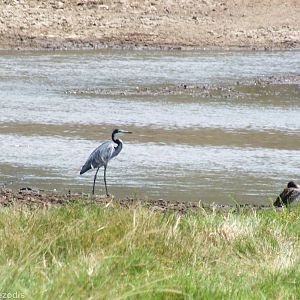Black-headed Heron and Yellow-billed Duck - Lake Nakuru