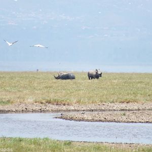 White Rhinos and Great White Pelicans - Lake Nakuru