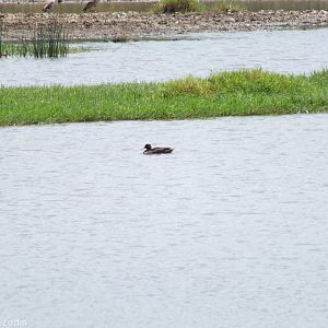 Yellow-billed Duck- Lake Nakuru