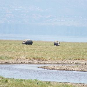 White Rhinos - Lake Nakuru