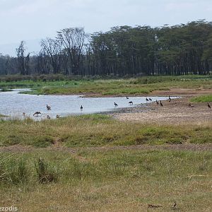 Egyptian Geese - Lake Nakuru