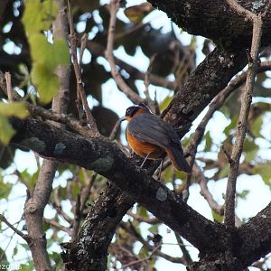 White-browed Robin-chat