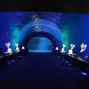 Dolphin tunnel, February 2016