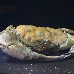 Tasmanian king crab, February 2016