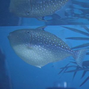 Rough triggerfish, February 2016