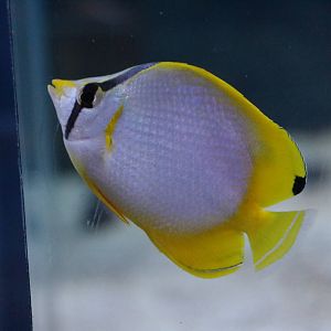 Spotfin butterflyfish, February 2016