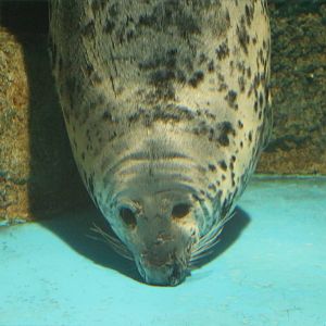 Grey seal, February 2016