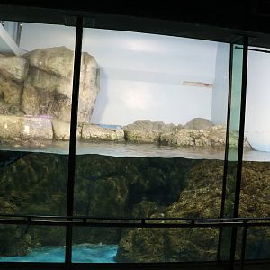 Sea otter enclosure, February 2016