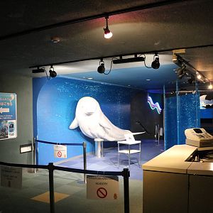 Beluga model for photos, February 2016
