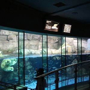 Polar bear enclosure, February 2016