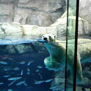 Polar bear, February 2016