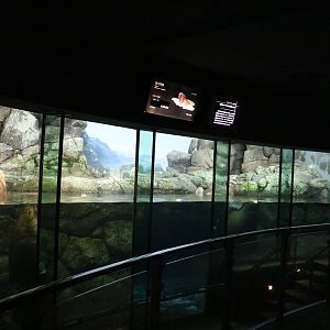 Walrus enclosure, February 2016