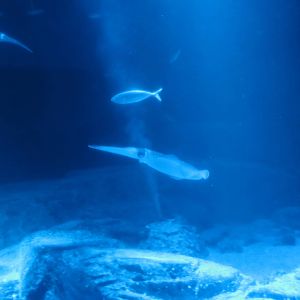 Bigfin reef squid, February 2016